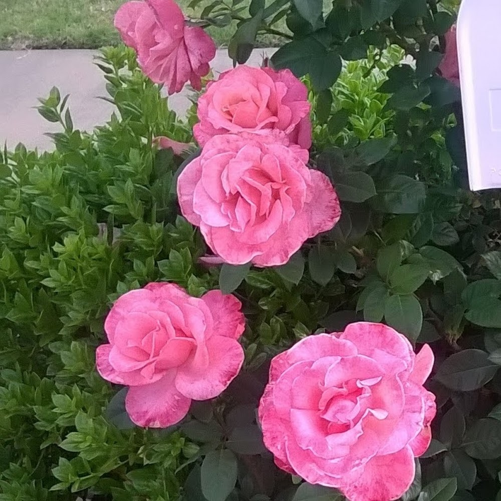 Meet your Posher, Carina